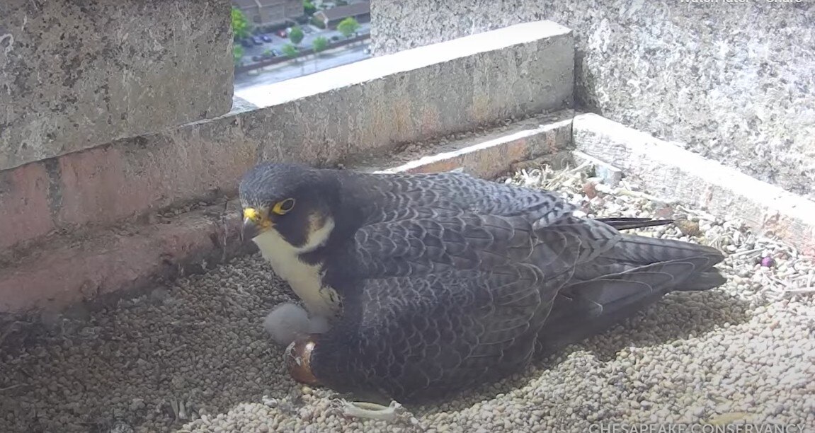 A screenshot from the Chesapeake Conservancy's peregrine falcon webcam, which is watching a nest on a skyscraper in Baltimore.