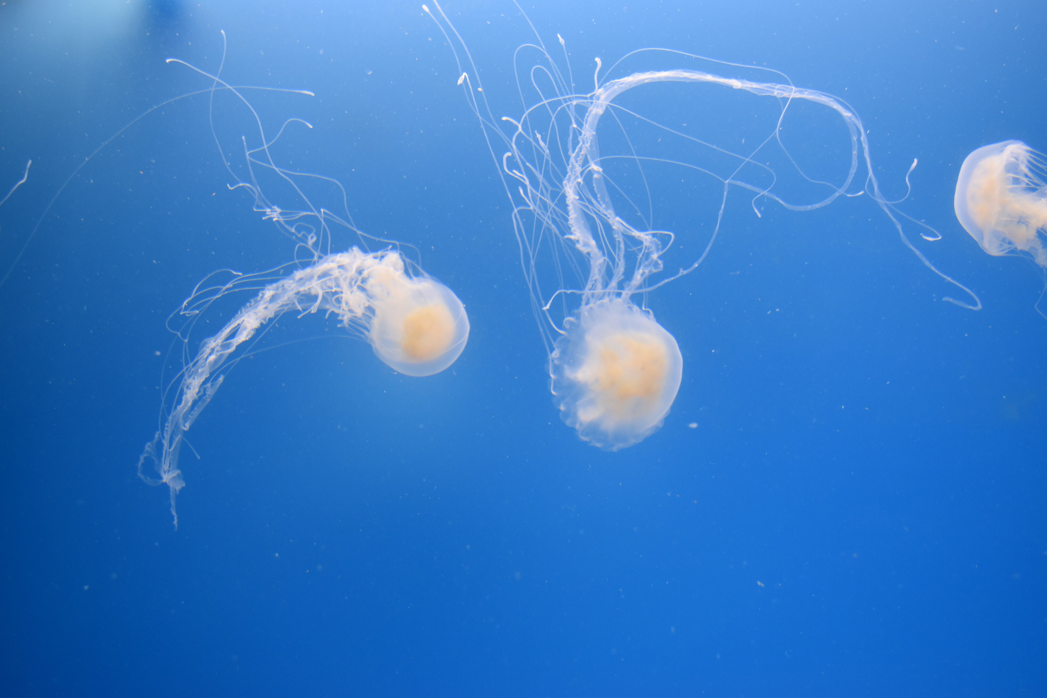Atlantic bay nettles, Chrysaora chesapeakei, in the Jellies Invasion exhibit at the National Aquarium. The nettles are cultured at the aquarium, meaning they can stay on exhibit year-round, despite a short life span.
