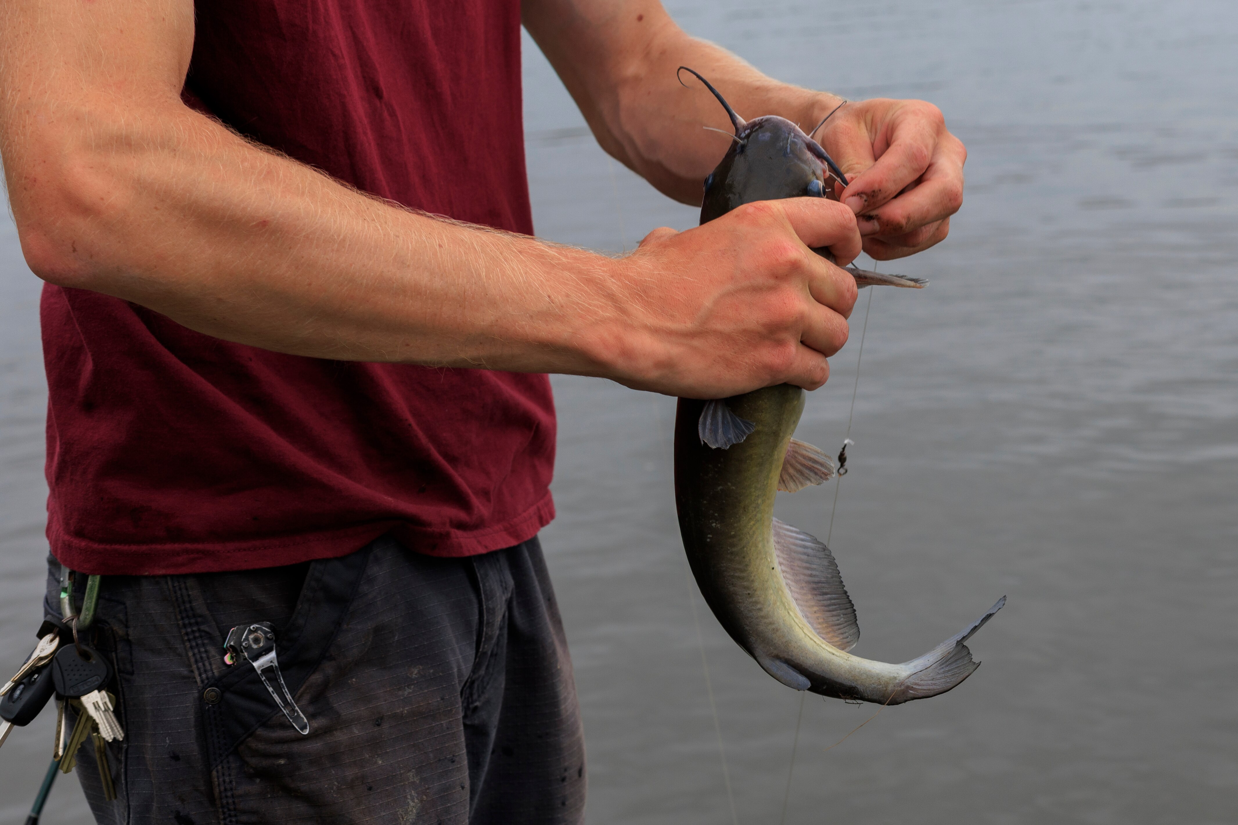 Louis Held, a Salisbury University undergraduate student, unhooks a non-native channel catfish at the annual Nanticoke River Invasive Fishing Derby in Sharptown on Saturday.