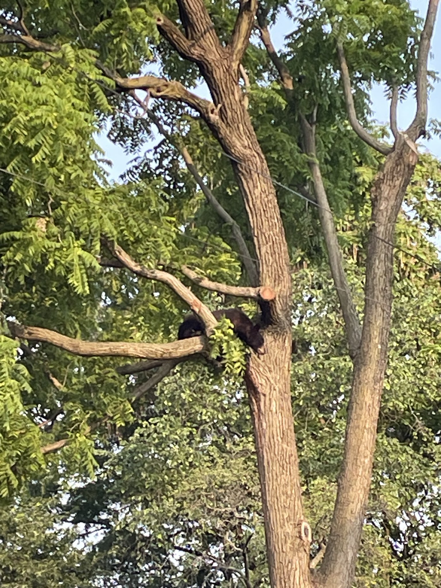 Black bear stuck in tree in Northeast DC Friday morning.