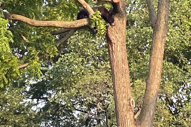 Black bear stuck in tree in Northeast DC Friday morning.