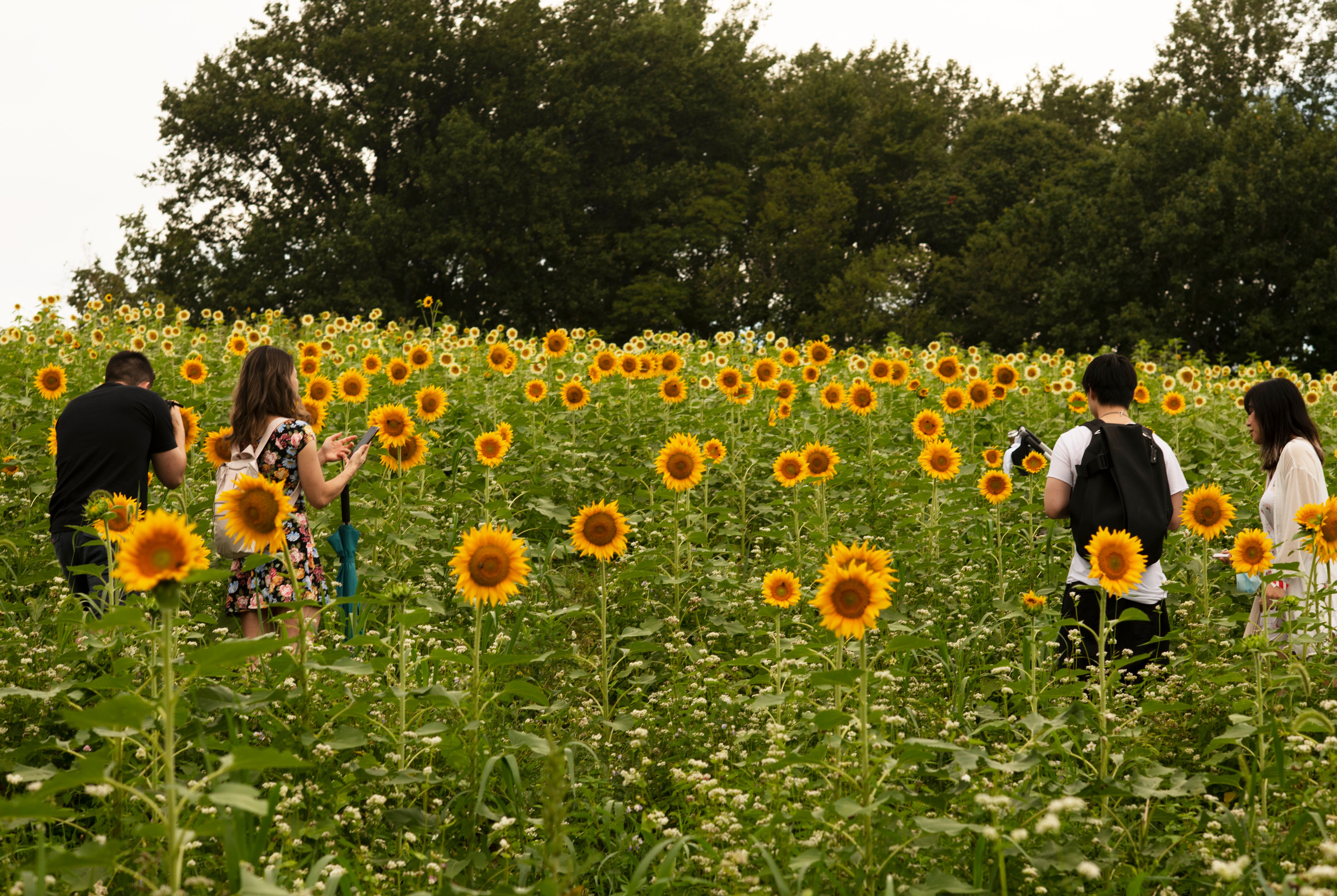Roam through the sunflowers during Mary’s Land Farm’s Sunset Spectacular this Tuesday evening.