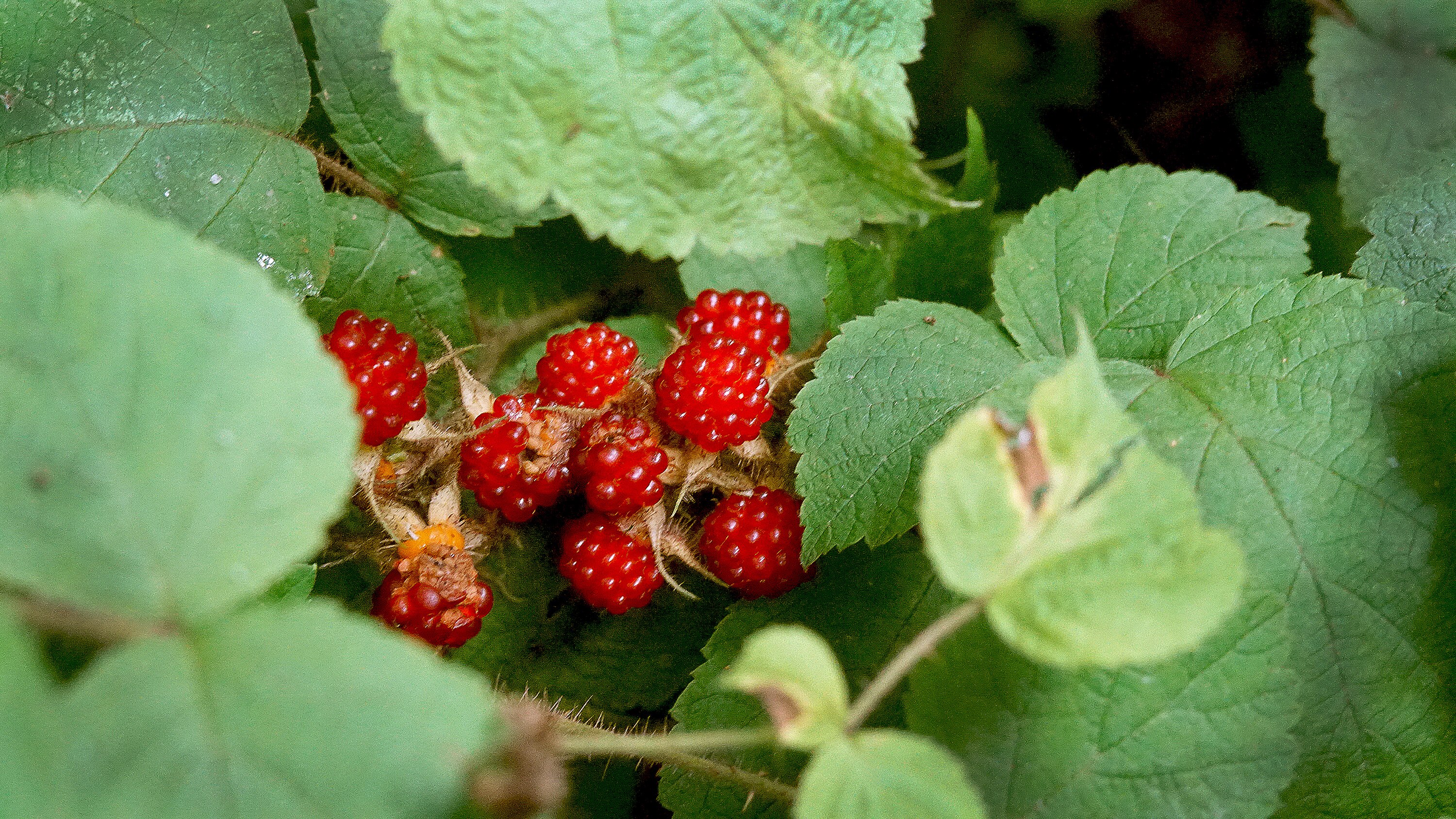 The noxious invasive raspberry called the wineberry, edible and delicious, grow everywhere, including Druid Hill Park.  The look similar to regular raspberries and are from Asia and introduced as hybridize with American raspberries.