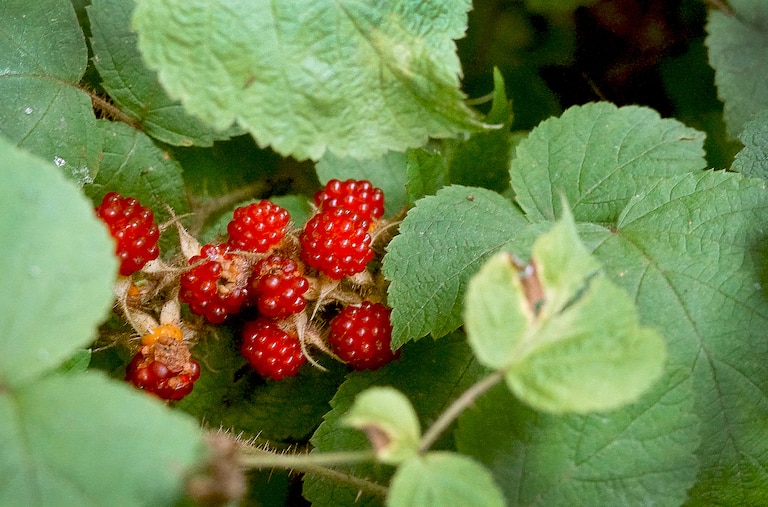 The noxious invasive raspberry called the wineberry, edible and delicious, grow everywhere, including Druid Hill Park. The look similar to regular raspberries and are from Asia and introduced as hybridize with American raspberries.