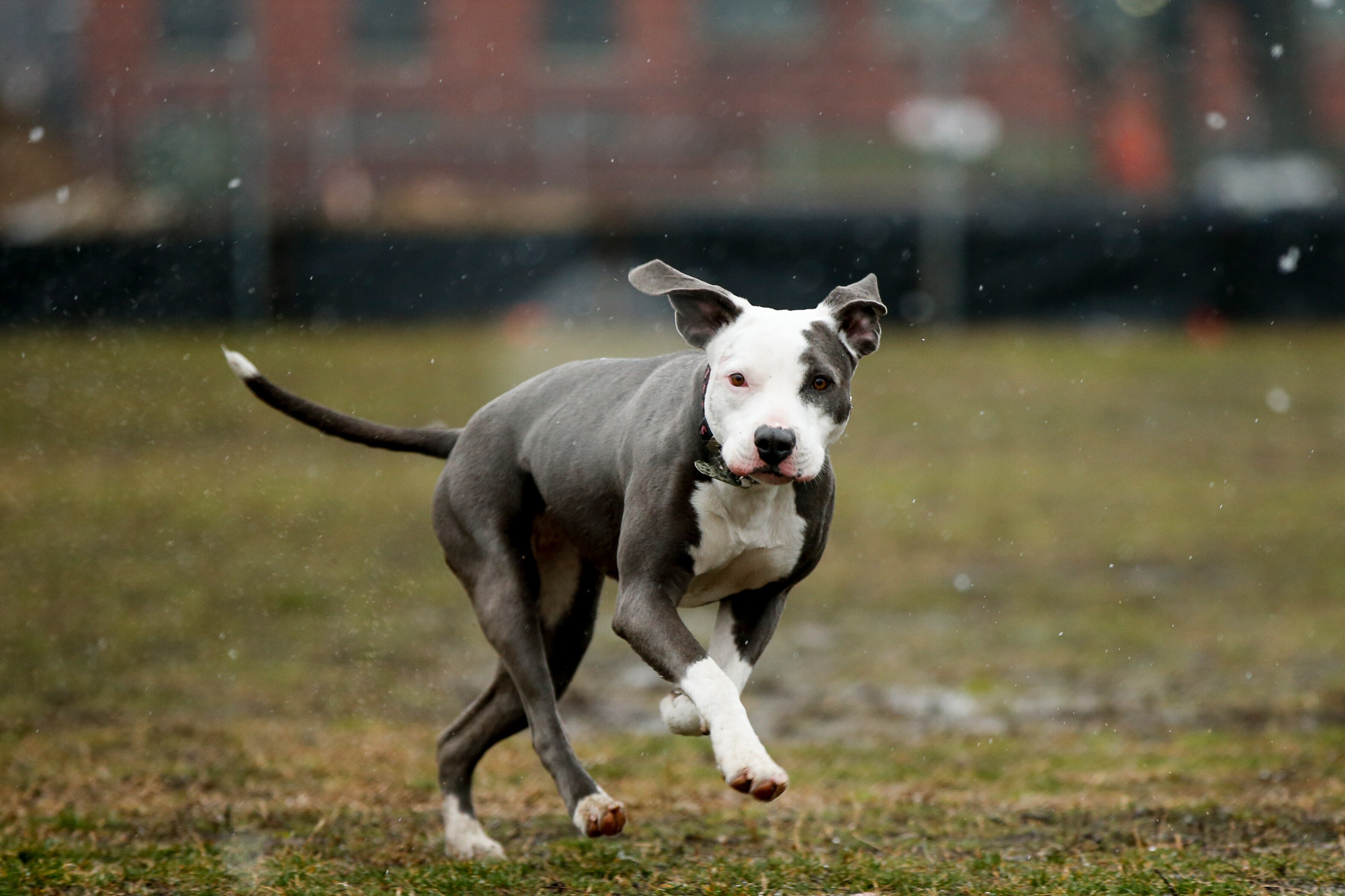Jasmine, a pit bull rescue, runs through light snow on the National Mall in Washington, Friday, March 20, 2015, on the first day of spring. Just when flowering bulbs were poking out their heads and snow shovels were getting a well-deserved rest, winter weather has come back. And on the first day of spring no less. (AP Photo/Andrew Harnik)