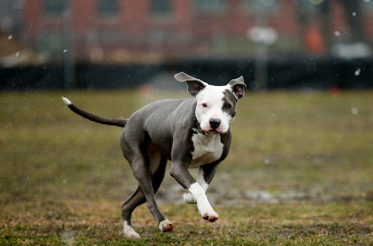 Jasmine, a pit bull rescue, runs through light snow on the National Mall in Washington, Friday, March 20, 2015, on the first day of spring. Just when flowering bulbs were poking out their heads and snow shovels were getting a well-deserved rest, winter weather has come back. And on the first day of spring no less. (AP Photo/Andrew Harnik)