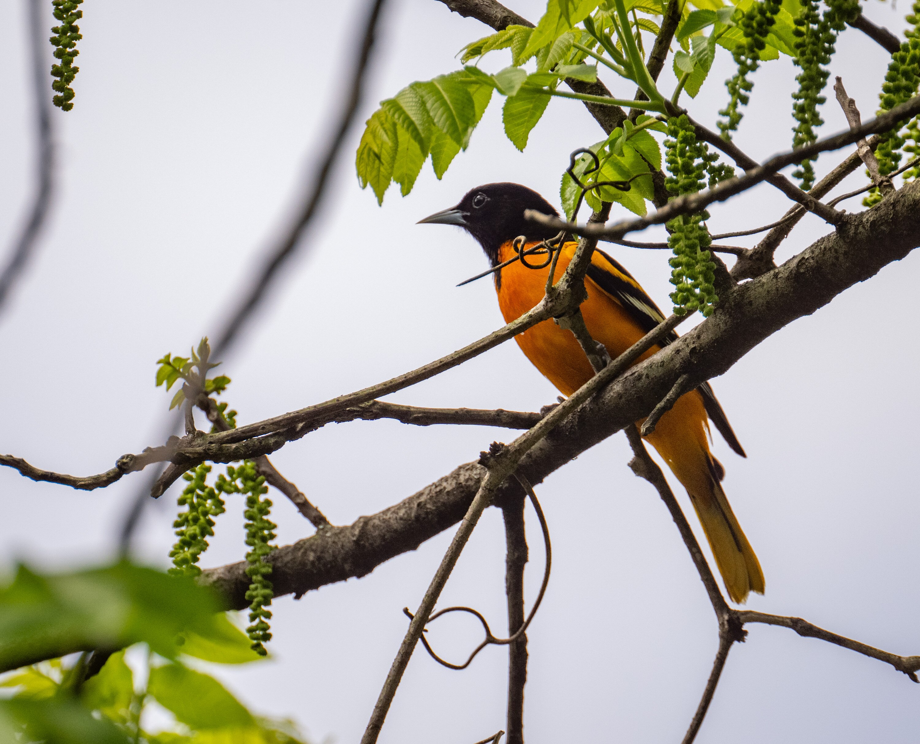 A male Baltimore Oriole perches in a black walnut tree along Minebank Run at Cromwell Valley Park.