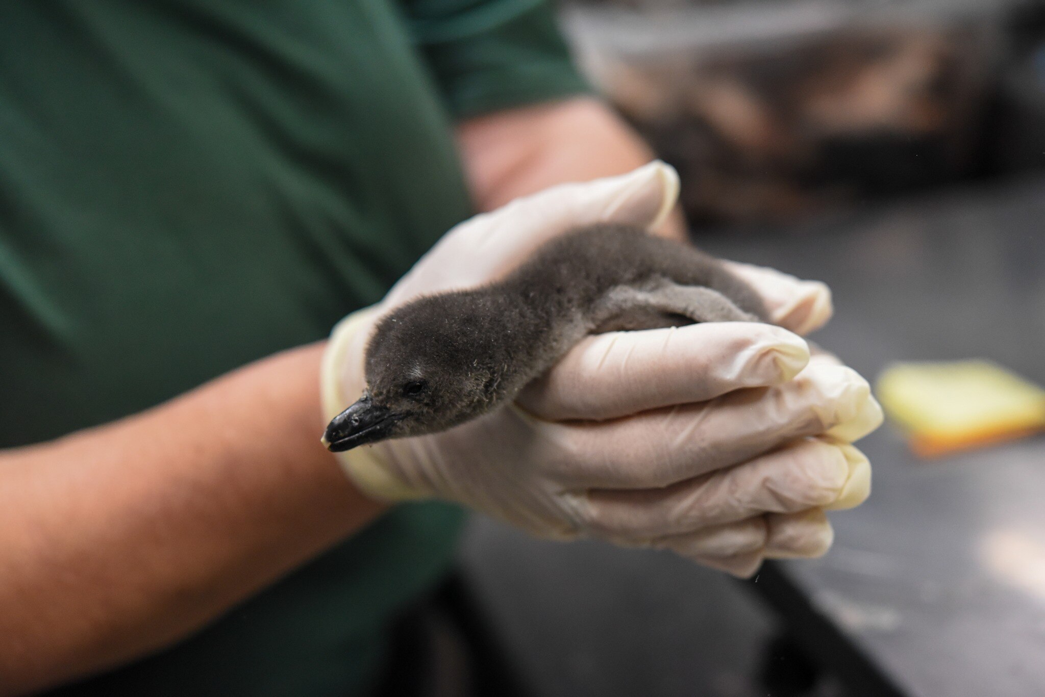 The Maryland Zoo recently revealed the names of two of the new African penguin chicks: Cayenne and Kiwi.