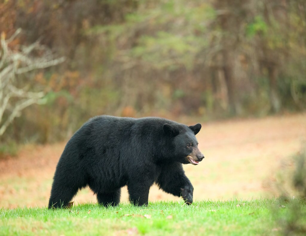 A Maryland black bear.
