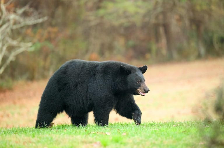 A Maryland black bear.