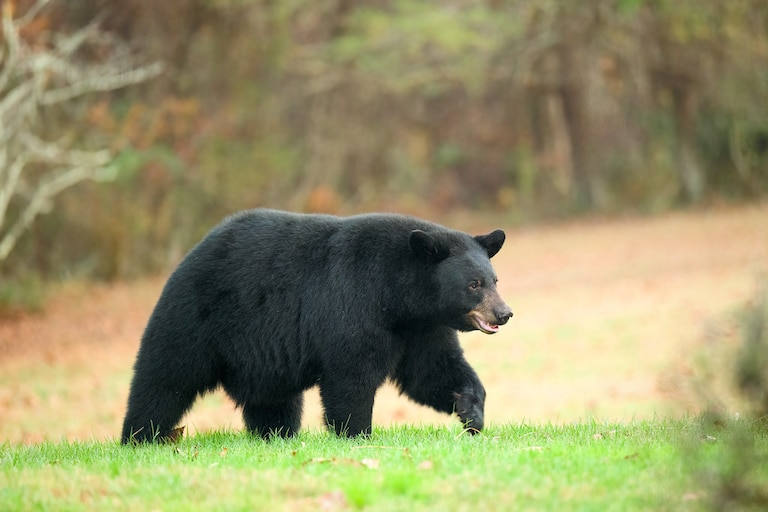 A Maryland black bear.