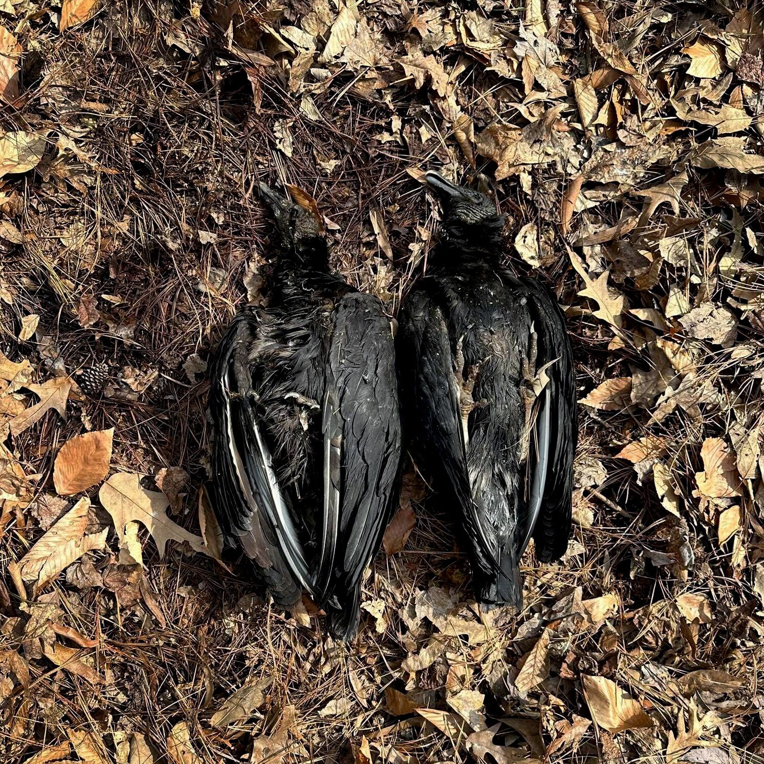 Martha Midgette and her husband buried the two vultures in the forest, side-by-side.