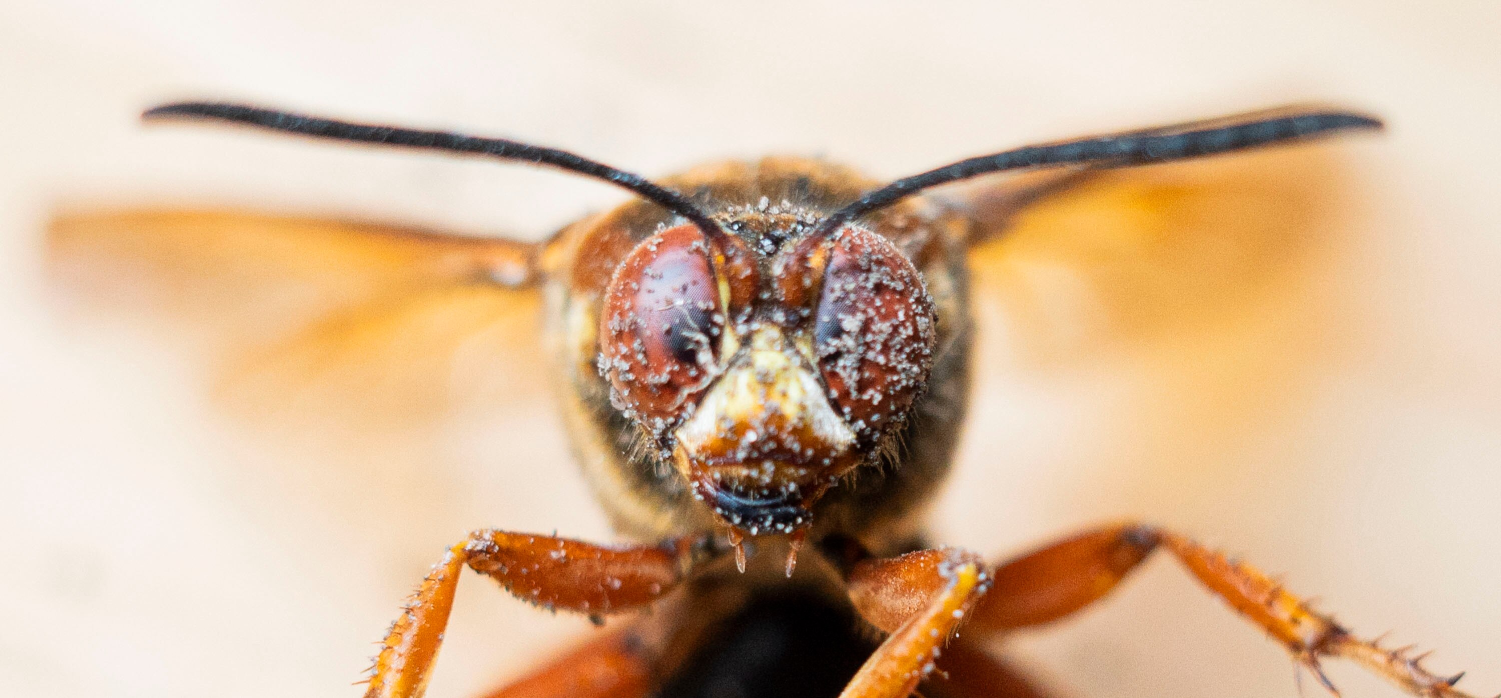 A captured cicada killer from Patterson Park.