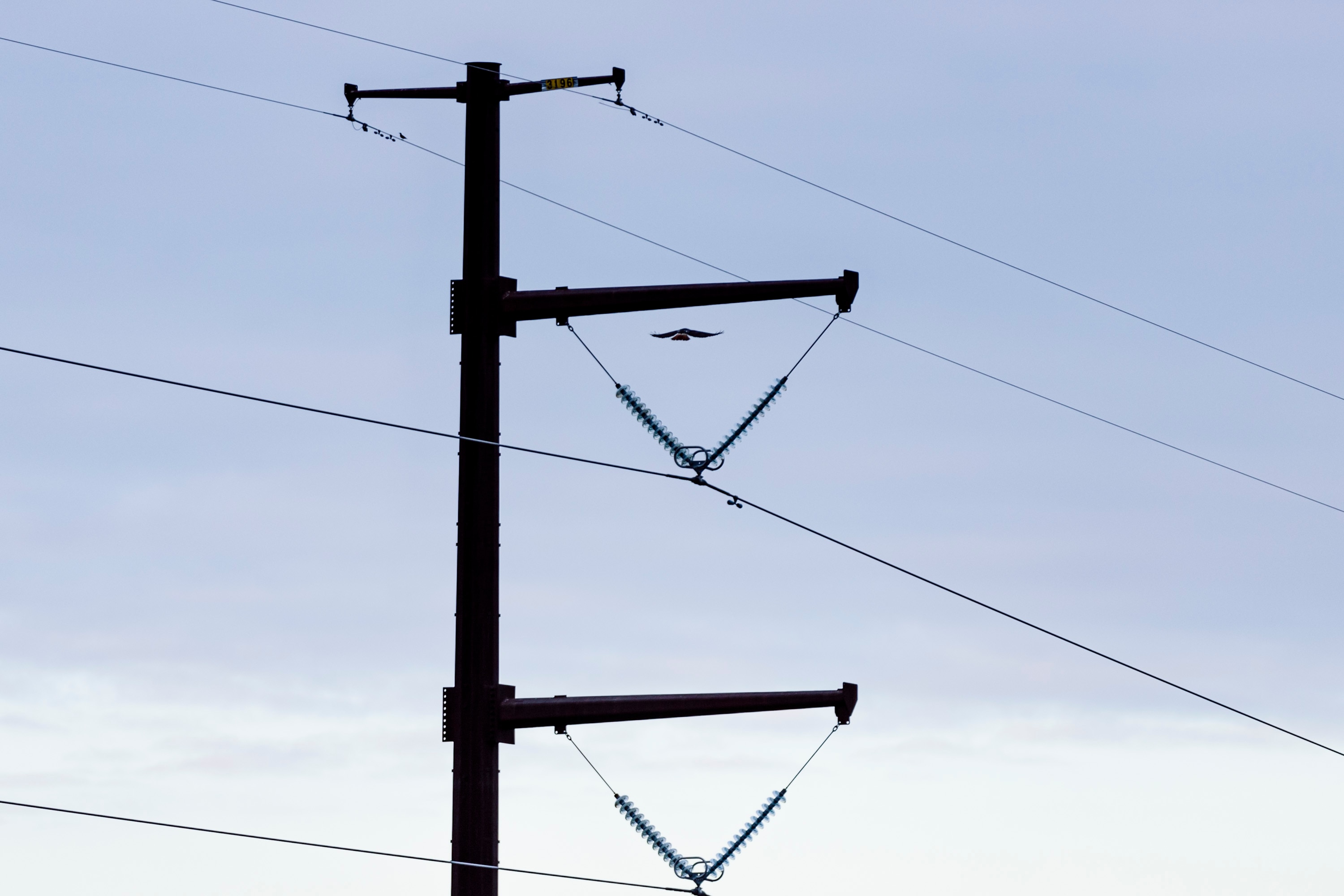 A hawk lands on a transmission tower near Brandon and Marie Hill’s farmland in Parkton, MD on Friday, Dec. 13, 2024.