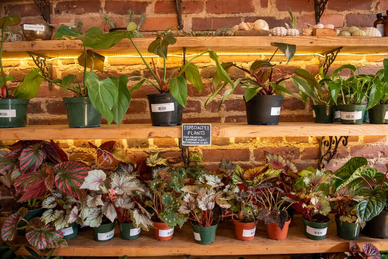 Speciality plants including various begonias and pink princess philodendrons at B. Willow.