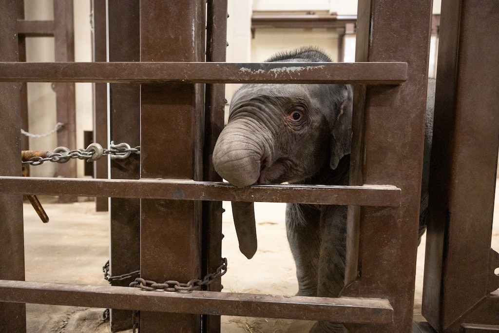 THURSDAY, APRIL 30, 2026 - Linh Mai, a baby asian elephant, pokes her trunk out of her enclosure during a vet appointment with Katharine Hope at the Smithsonian's National Zoo and Conservation Biology Institute in Washington, D.C.