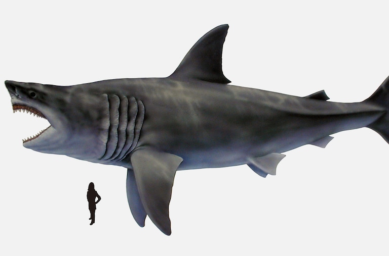 A life restoration of the extinct megatooth shark, megalodon.