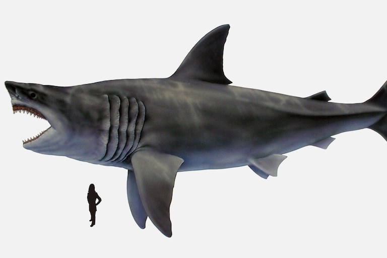 A life restoration of the extinct megatooth shark, megalodon.