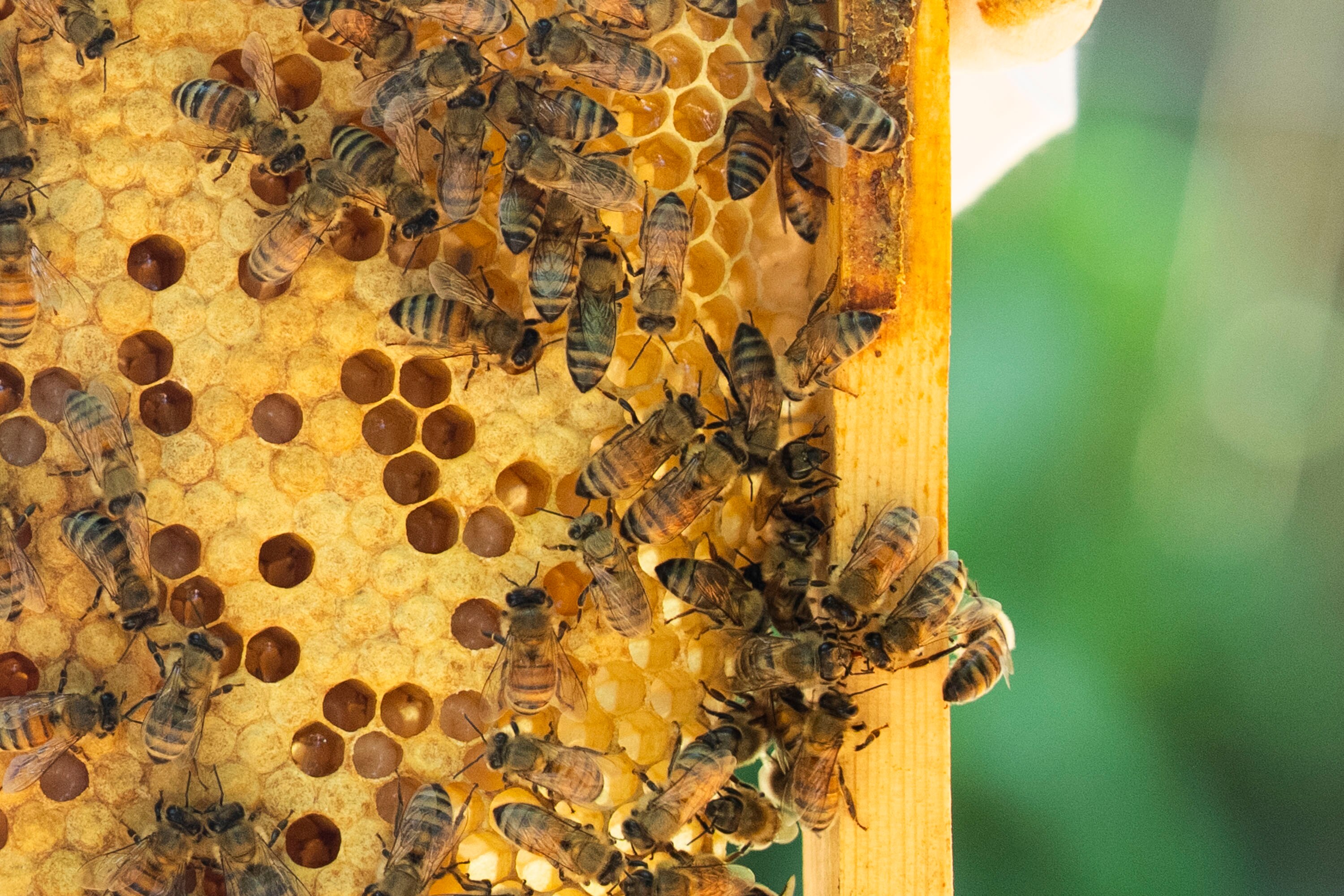 Lindsay Mueller’s bees swarm around their hive in her Linthicum backyard. 