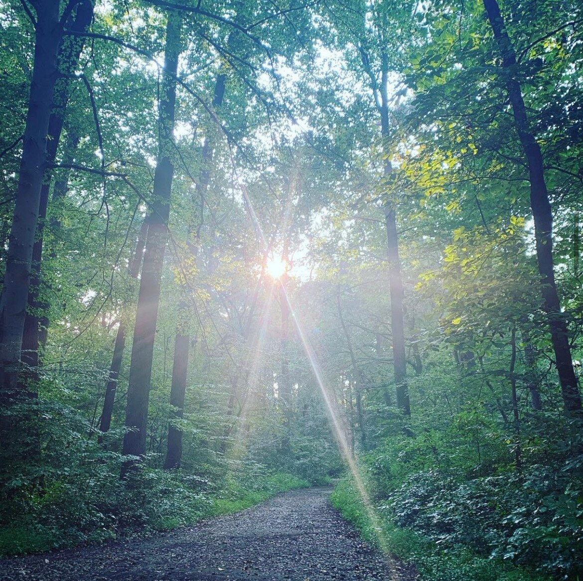 The sun shines through the trees after a rainstorm in the Loch Raven watershed.