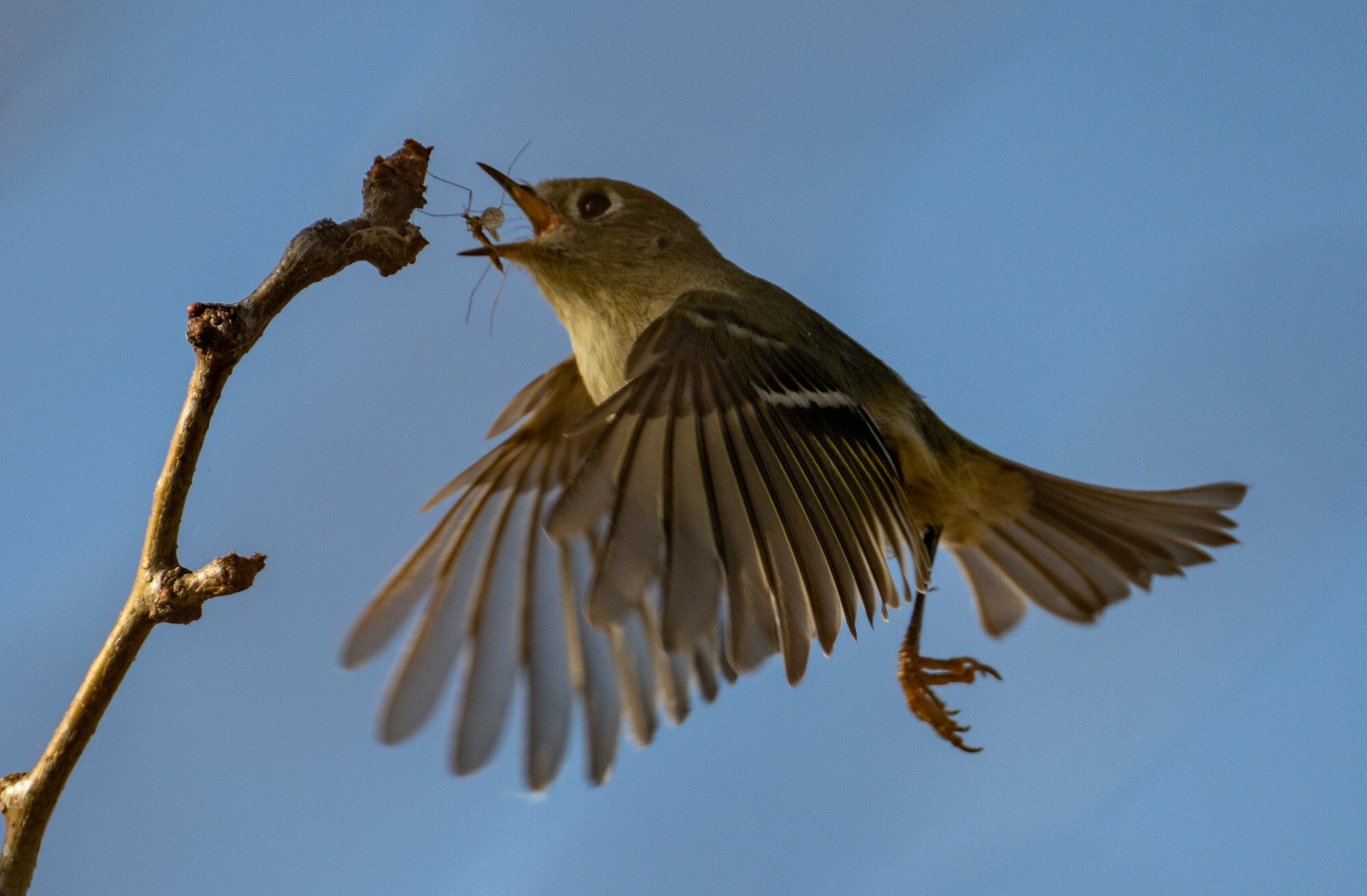A Ruby-crowned kinglet chases an insect during a birding trip to Hart-Miller Island with the Maryland Environmental Services.