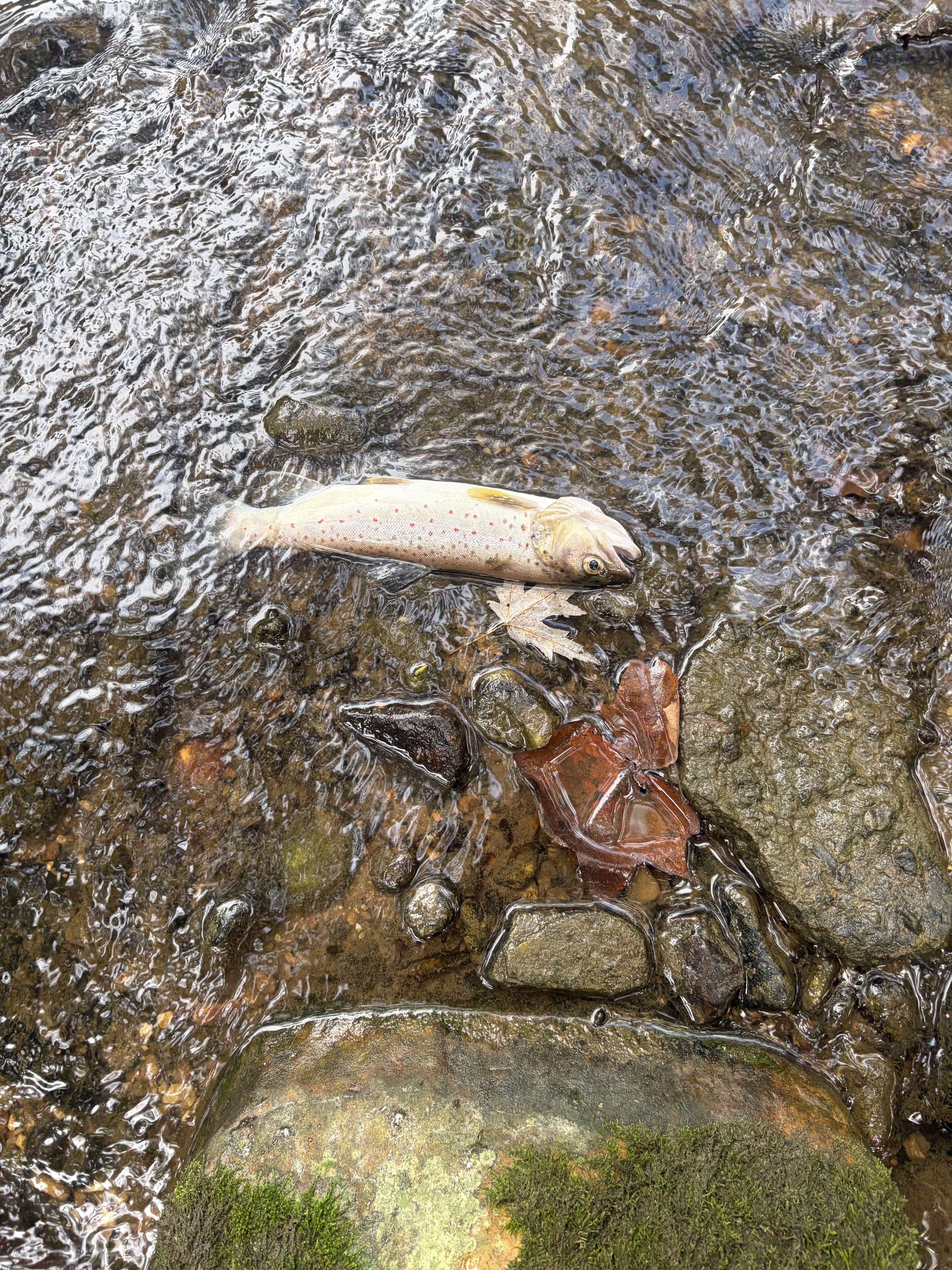 A dead wild brown trout downstream from Kilby Farms.