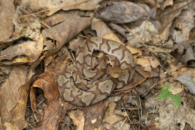 Copperheads, a venomous snake known for camouflaging among leaves, will venture out of their dens and become more active as summer turns into autumn.