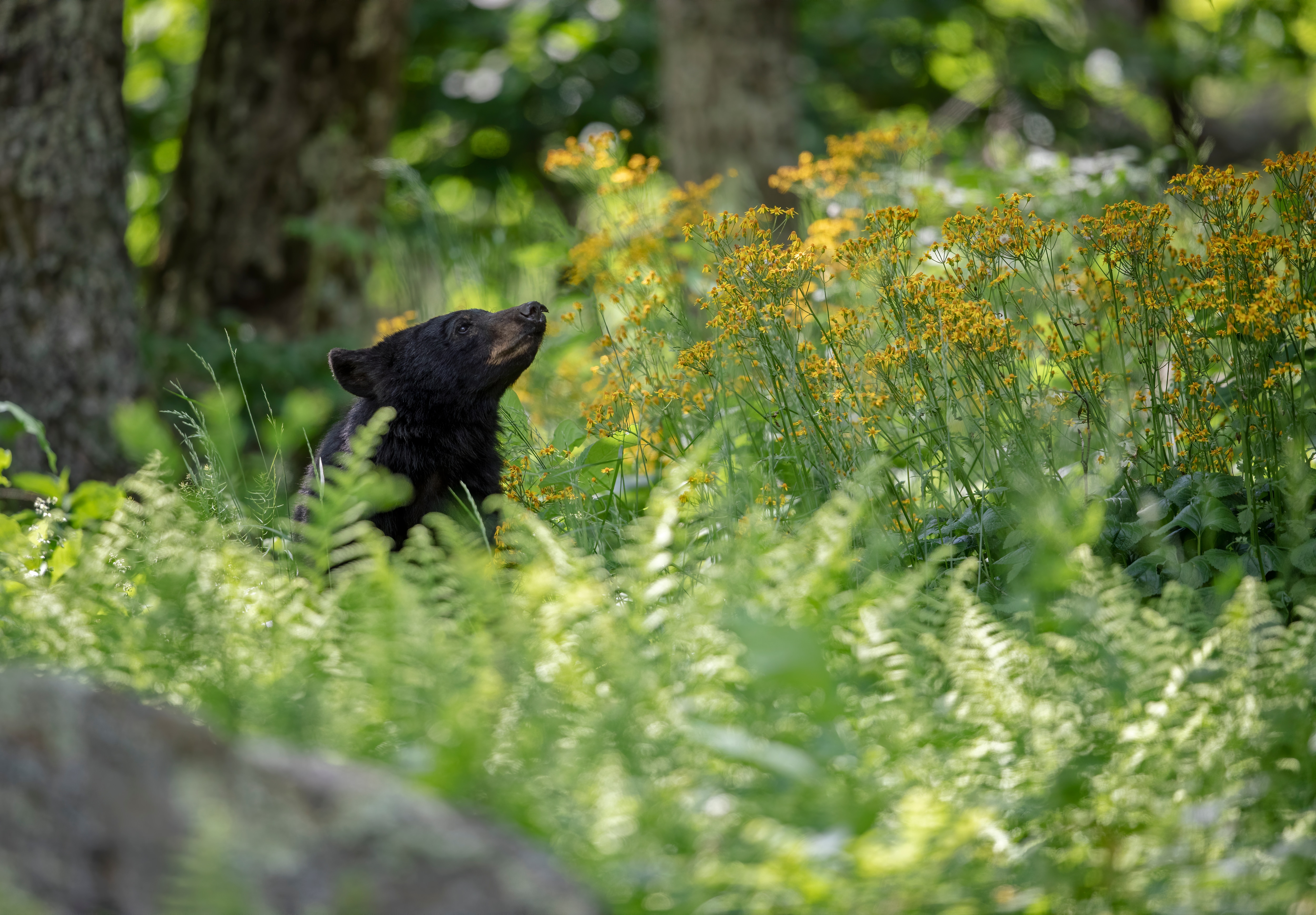 A Black Bear lifts its nose in the air to get a whiff of fresh spring air.