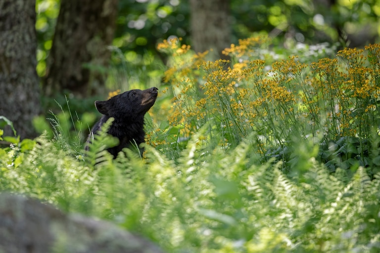 A Black Bear lifts its nose in the air to get a whiff of fresh spring air.