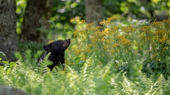 A Black Bear lifts its nose in the air to get a whiff of fresh spring air.