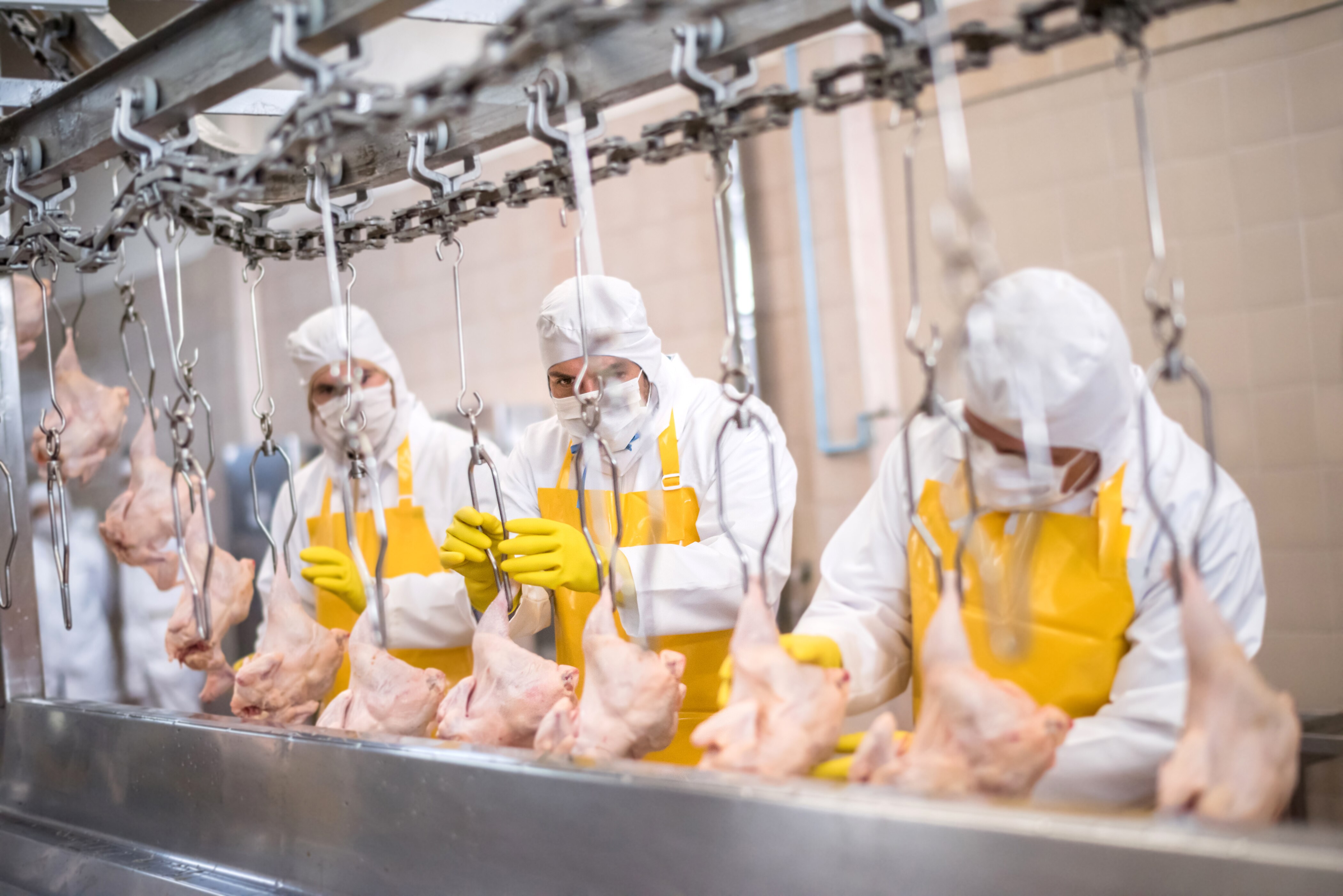 Employees working at a chicken factory doing quality control.
