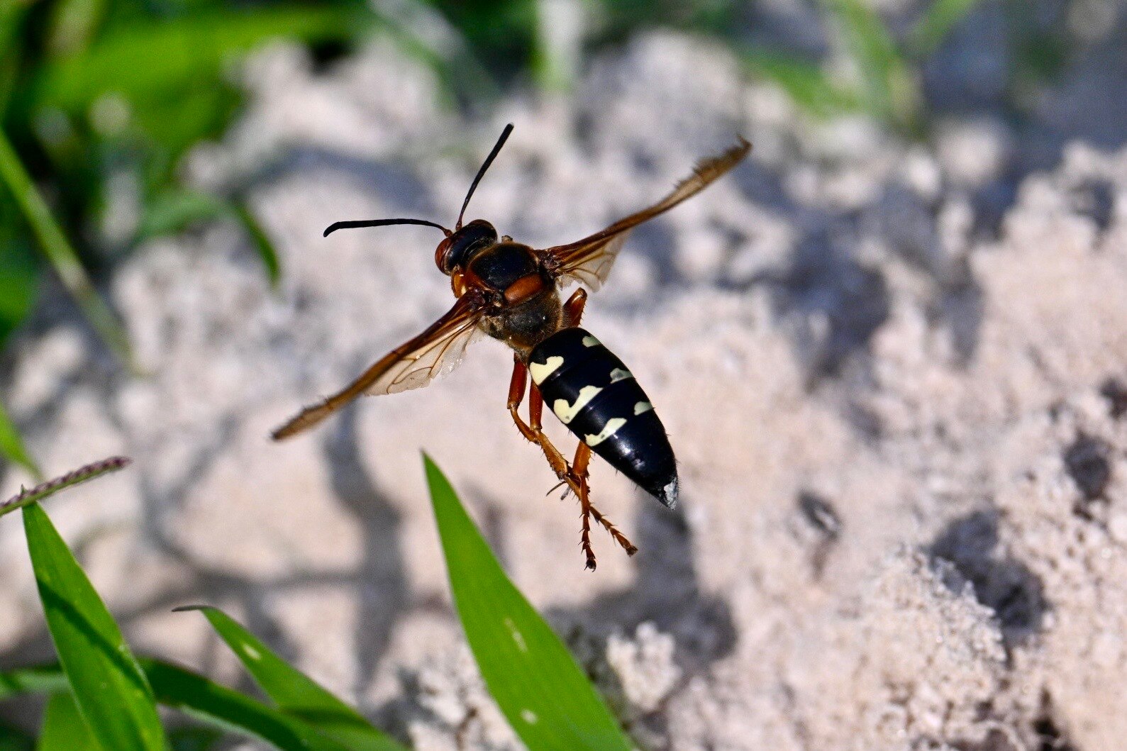 An Eastern cicada killer wasp in the Belair Edison neighborhood on Monday. 