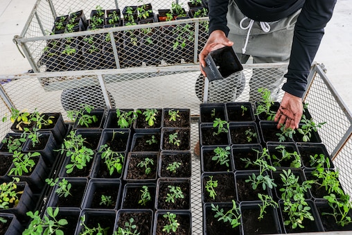 Volunteer Gigi Parker plants moringa seedlings at the Urban Farm Incubator at Watkins Regional Park in Upper Marlboro