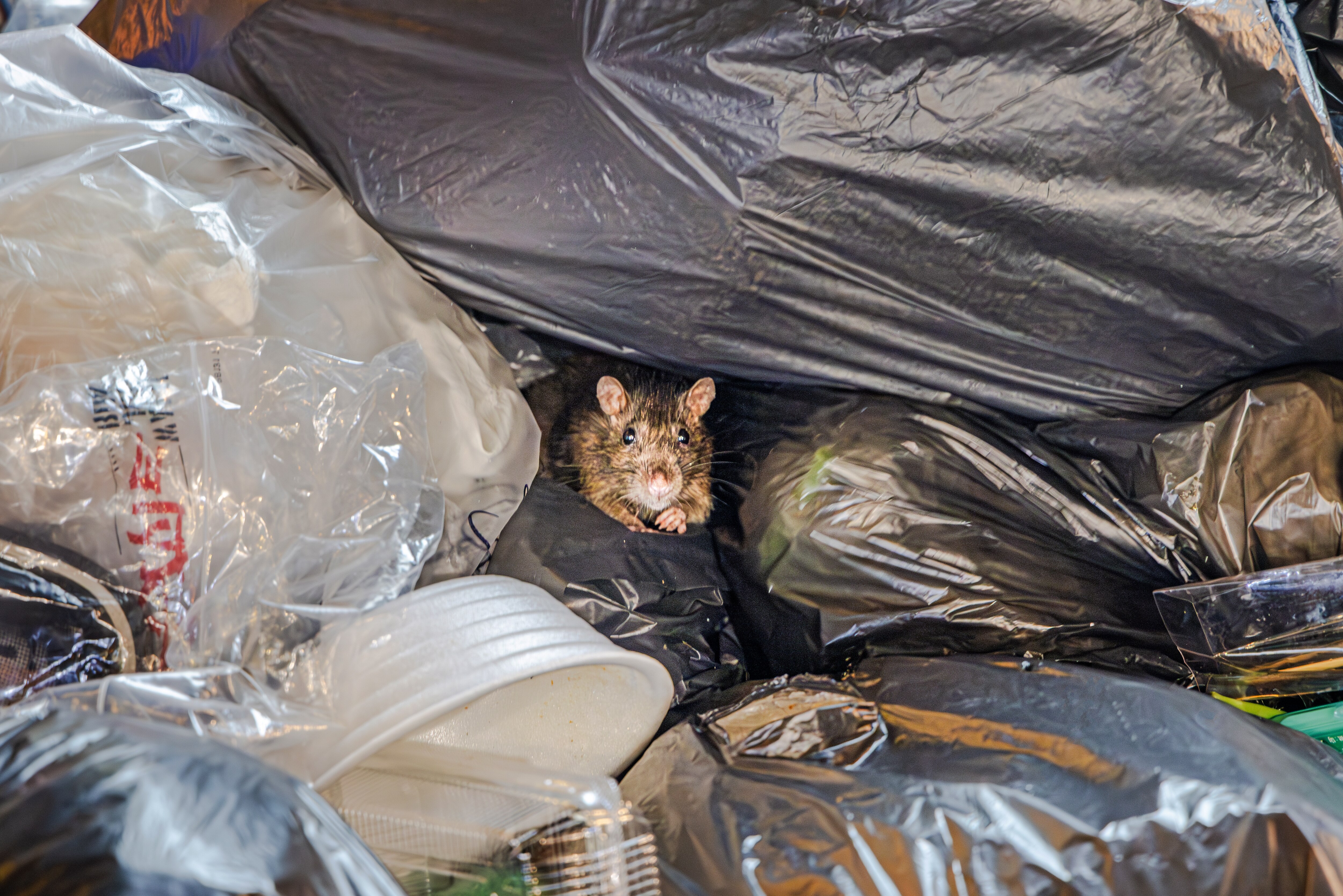 Baltimore County's rats have settled in comfortably, spreading themselves across a wide diversity of terrains.