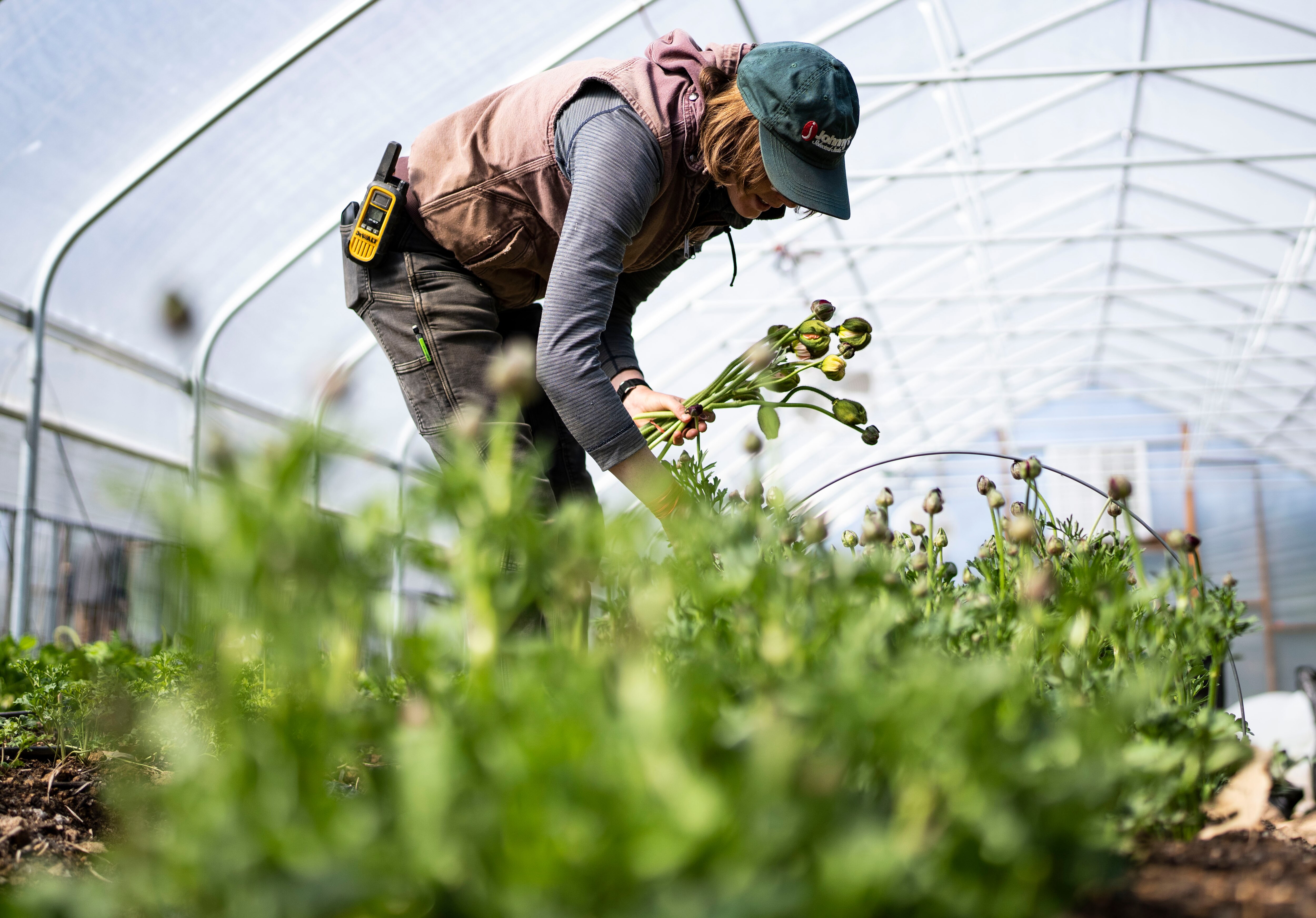 Farm manager Amelia Hazel harvests flowers at Two Boots Farm in Hampstead.