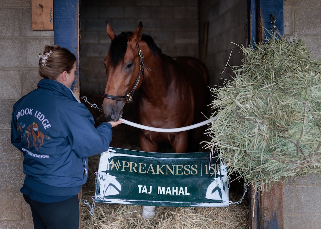 Horse trainer Brittany Russell feeds peppermints to Taj Mahal, one of her trainees, who will be racing in the 151st Preakness Stakes at Laurel Park racetrack.