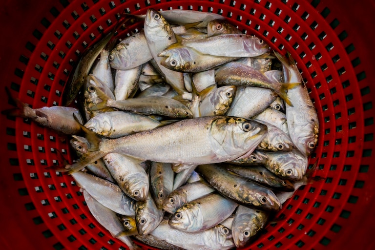 Menhaden caught by a small-scale waterman in Maryland.