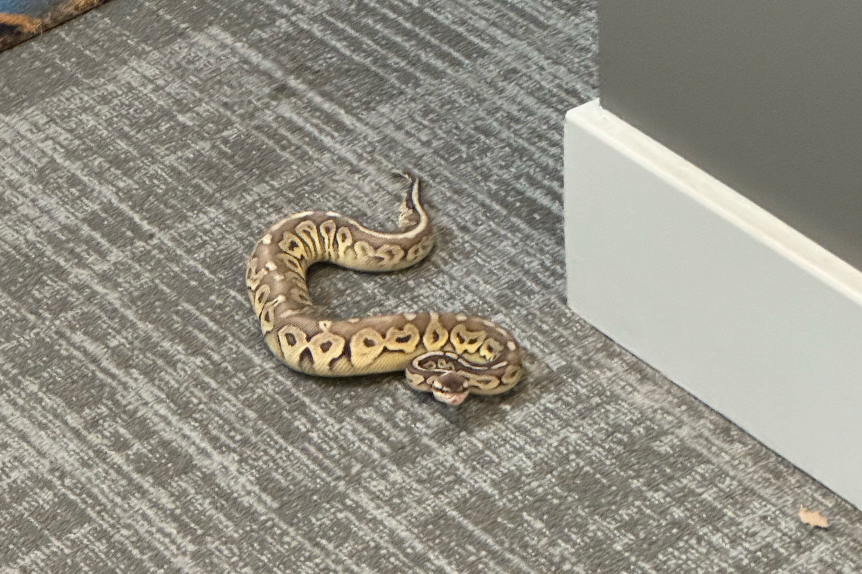 Nobody has said for sure what happened to the ball python that was on the loose in a Baltimore apartment building.