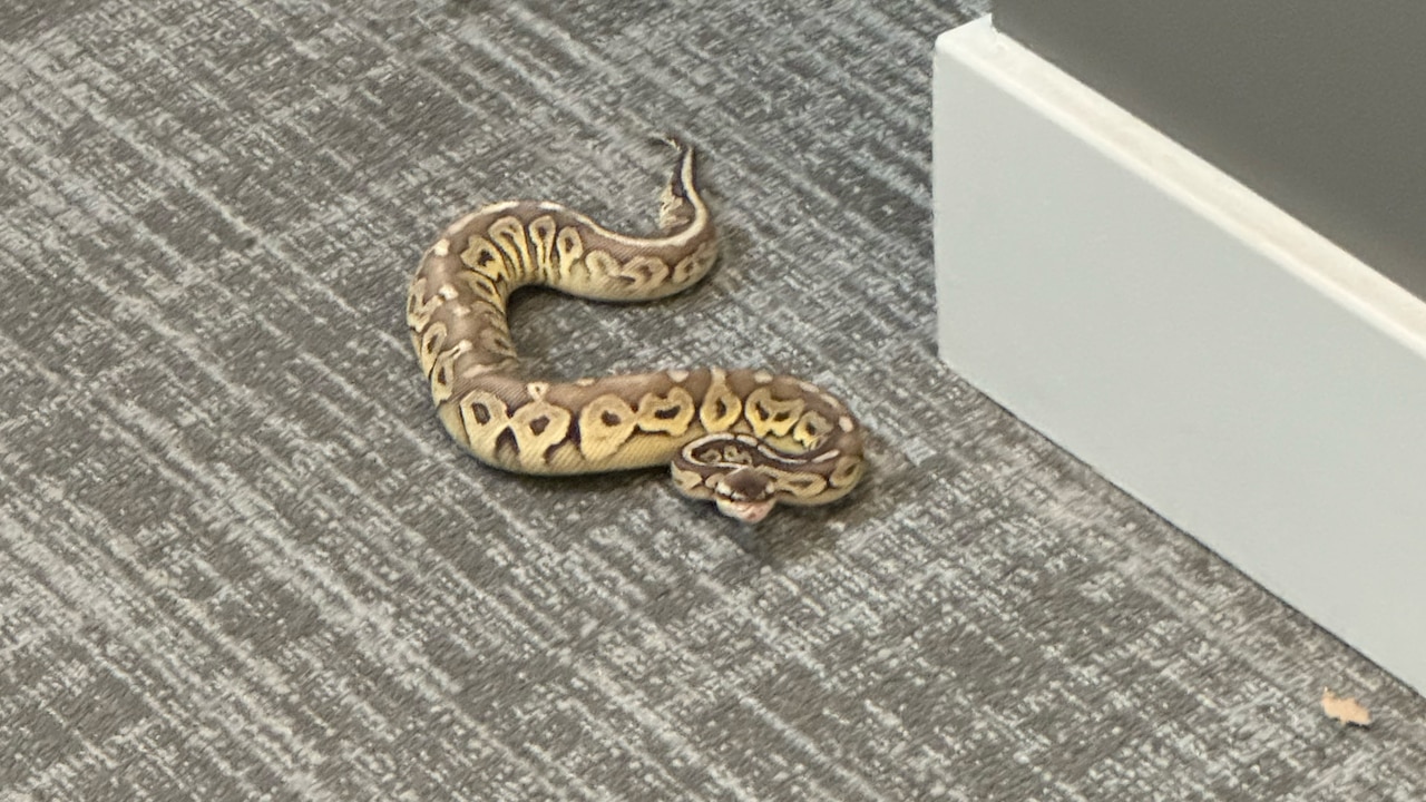 Python Loose In House A ball python got loose in a Canton apartment - The Banner