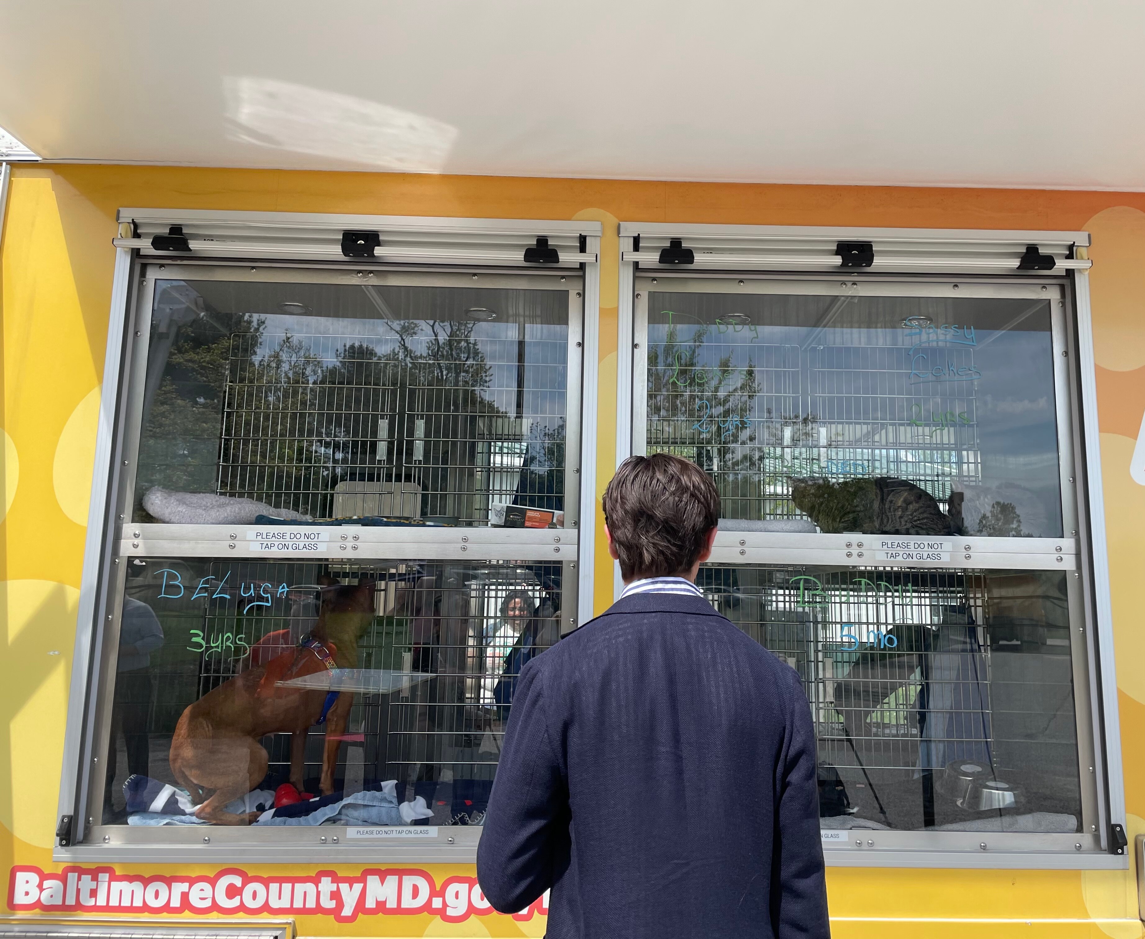 File photo of pets up for adoption at Baltimore County Animal Services in Baldwin.