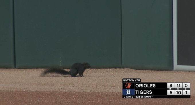 A black squirrel on the field during the bottom of the sixth inning of Monday's Orioles-Tigers game at Comerica Park.
