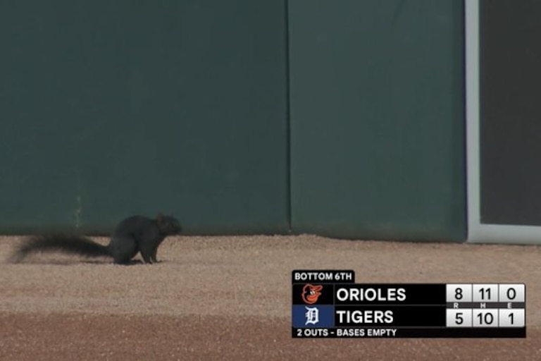 A black squirrel on the field during the bottom of the sixth inning of Monday's Orioles-Tigers game at Comerica Park.