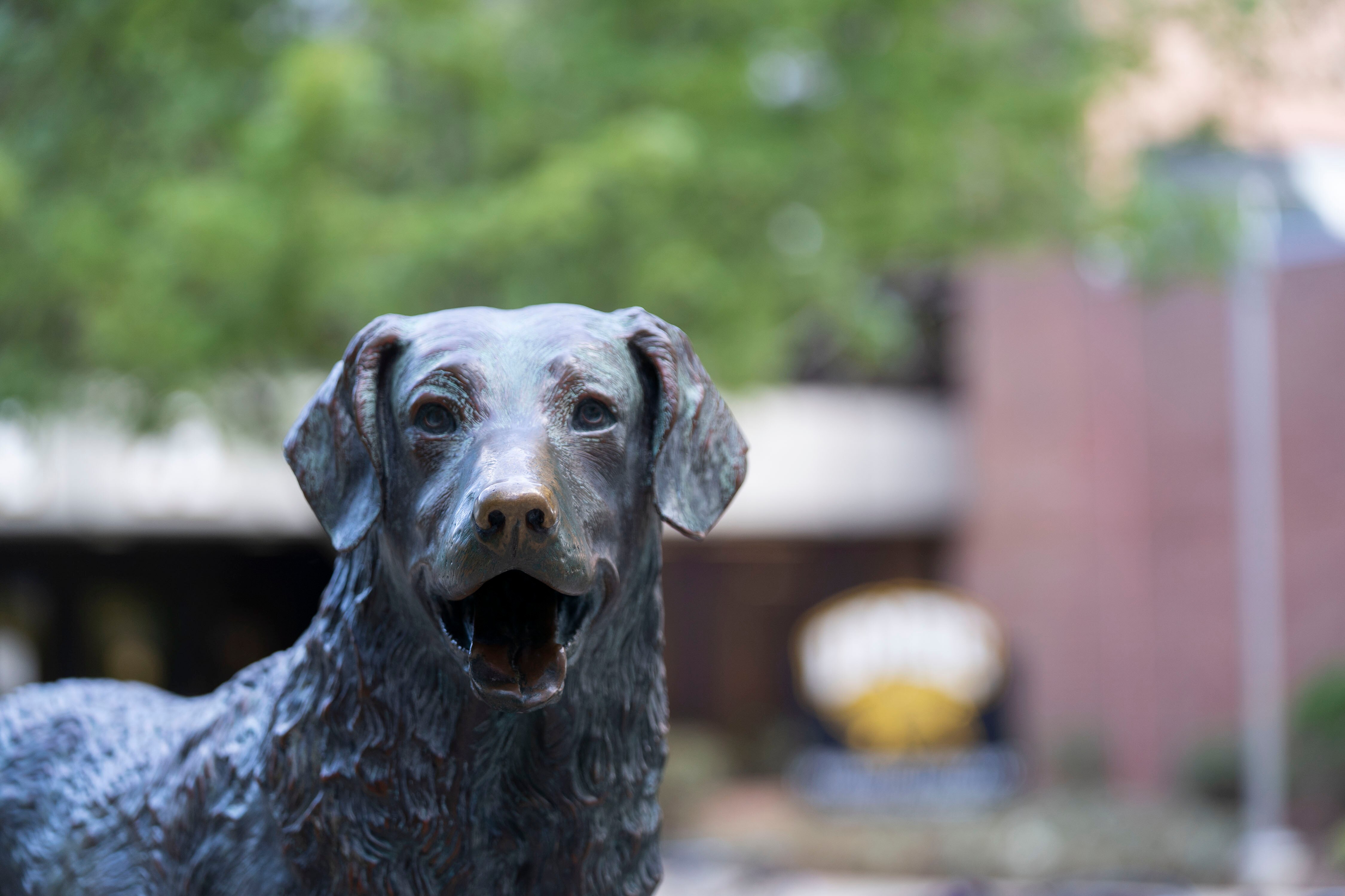 A statue of True Grit, UMBC’s Chesapeake Bay retriever mascot, stands in front of the Retriever Activities Center.