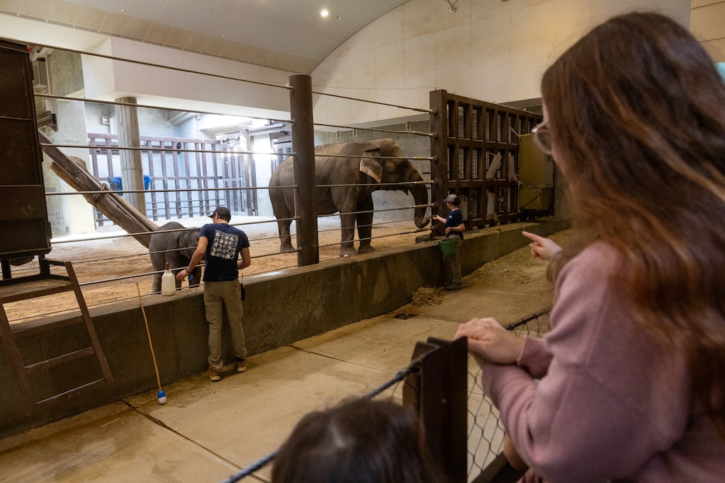 THURSDAY, APRIL 30, 2026 - Visitors gather to see baby asian elephant Linh Mai and one of her "auntie" elephants inside the Elephant Community Center at the Smithsonian's National Zoo and Conservation Biology Institute in Washington, D.C.