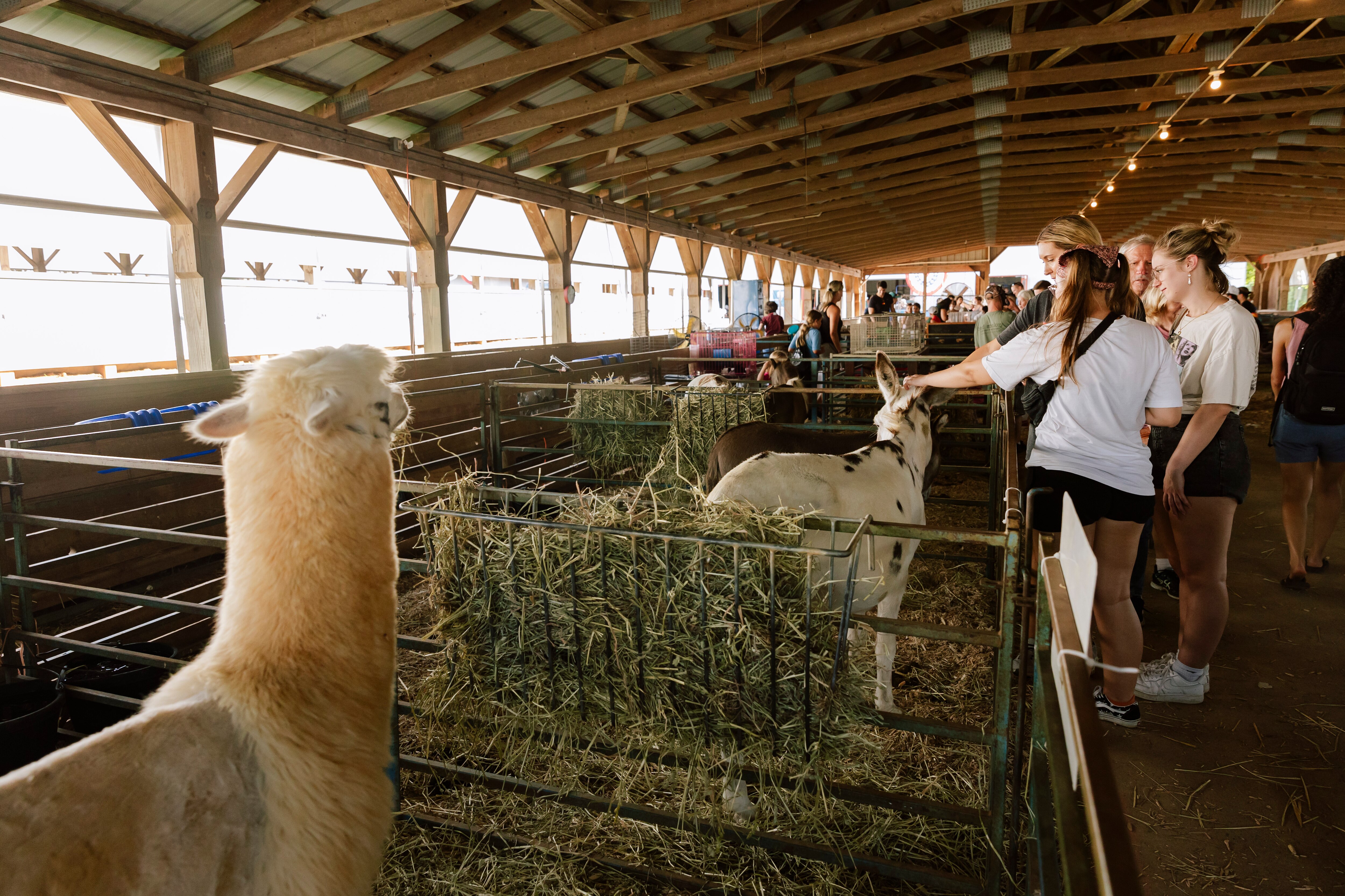 A donkey gets attention while an alpaca looks on at the petting barn at the Howard County Fair on Sunday, Aug. 4, 2024 in West Friendship, MD.