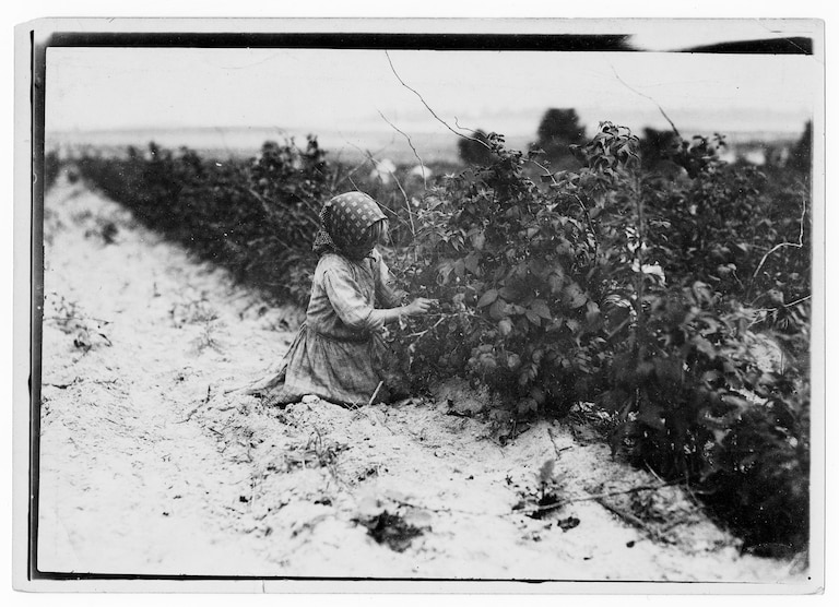 Lewis Wickes Hine, This little six-year helper in Rock Creek berry field, near Baltimore, Md., was working hard, 1909. Gelatin silver print, 5 x 7 in. The Photography Collections, University of Maryland, Baltimore County (UMBC), P845a