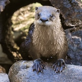 Otter encounter