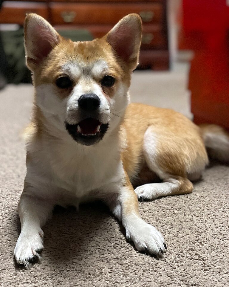 A West Baltimore family says their 3-year-old Shiba Inu was stolen from their front yard in broad daylight Tuesday.