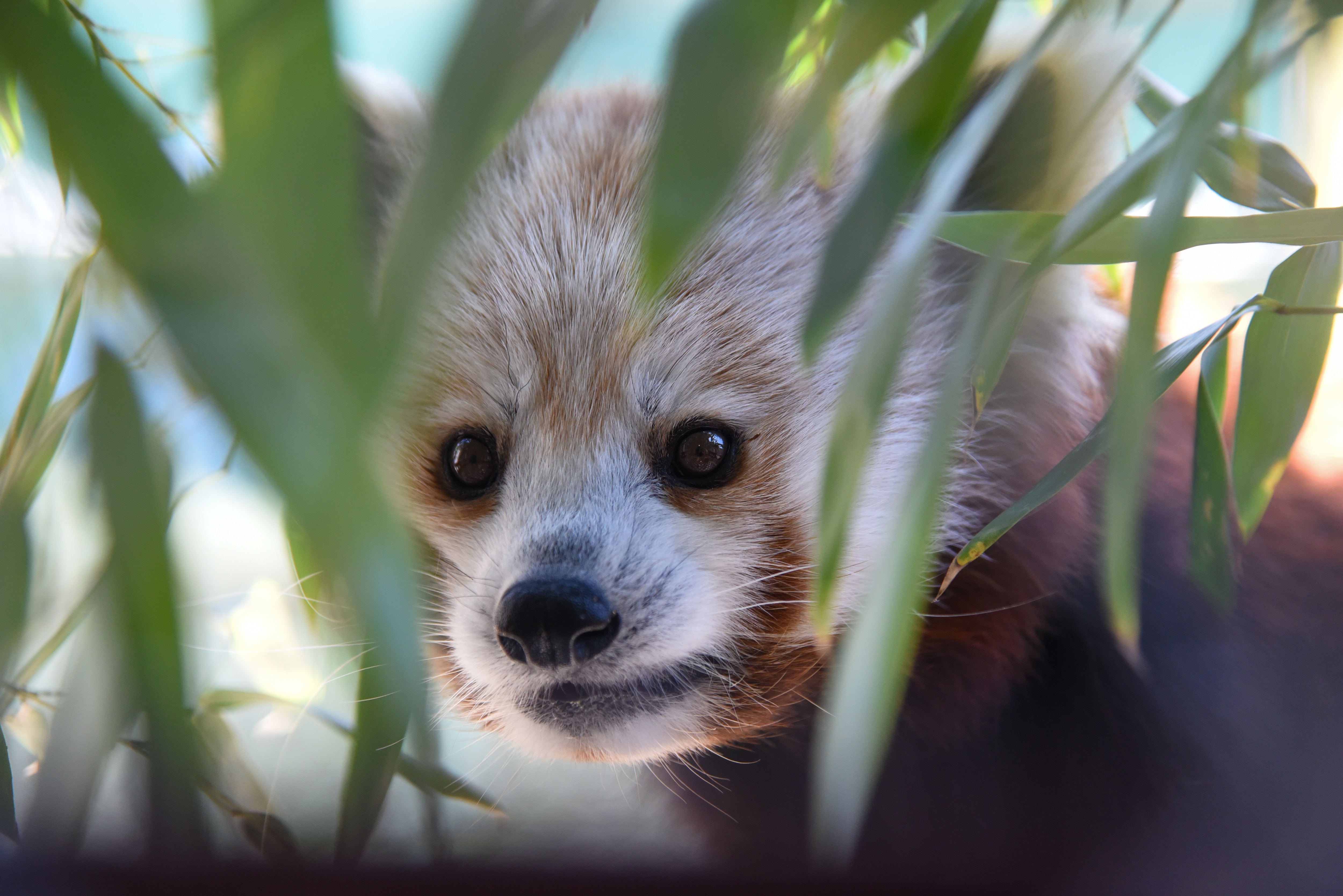 A new exhibit at the Maryland Zoo features two new red pandas — an 11-month-old who has yet to be named, and a 7-year-old named Aurora, seen here.