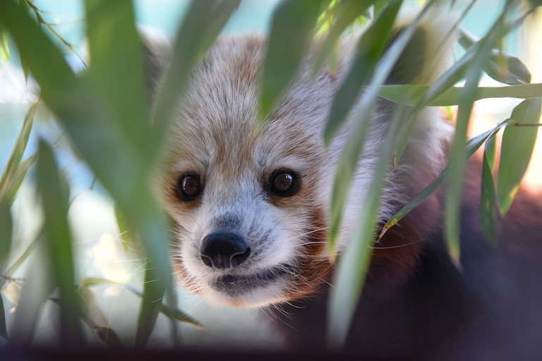 A new exhibit at the Maryland Zoo features two new red pandas β an 11-month-old who has yet to be named, and a 7-year-old named Aurora, seen here.